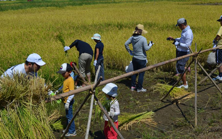 rice harvesting